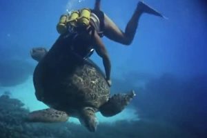 Montando una tortuga Marina