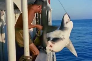 Calypso Crew member killing a shark