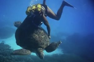 Calypso Crew member riding a marine turtle.