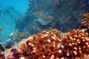 Corales Isla del Caño