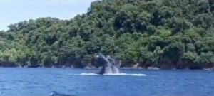 Ballenas en Playa de Isla del Caño