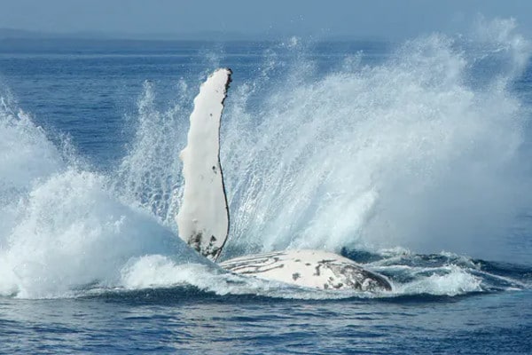 Ballena jorobada golpeando el agua con la aleta