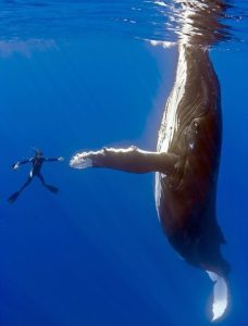 Diver touching whale fin