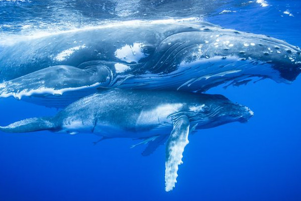 Humpack whales migrating with her calf