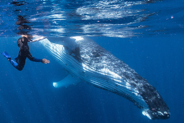 snorkeler swimming too close to humpback whale
