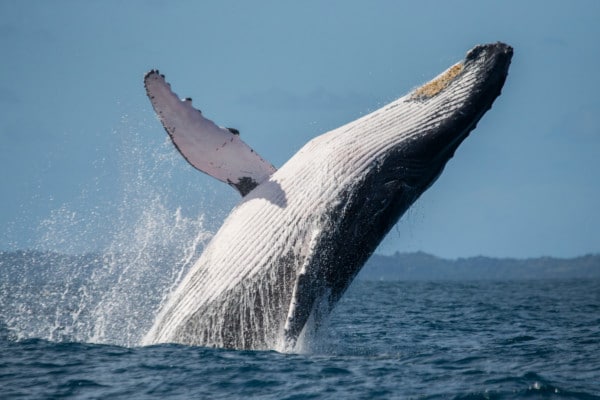 Ballena jorobadad salta fuera del agua