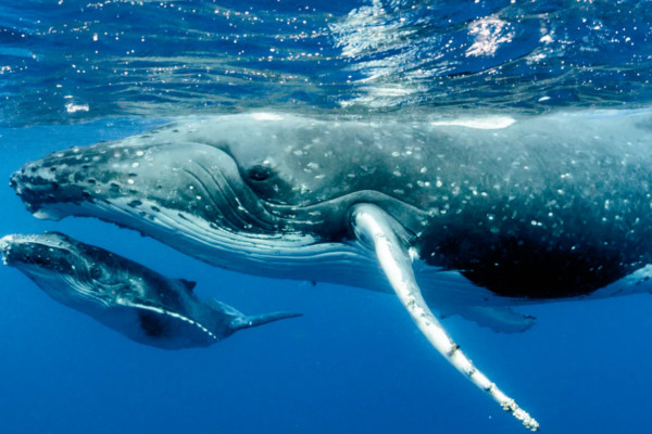 humpback whale with calf