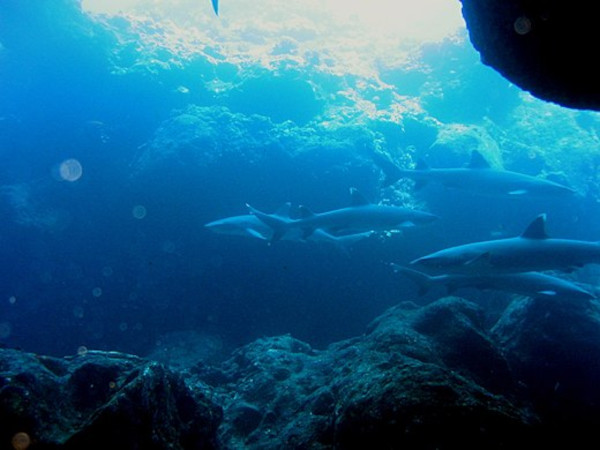 Group of Triaenodon obesus patrolling the reef