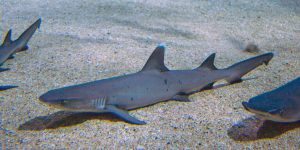 Whitetip coral shark