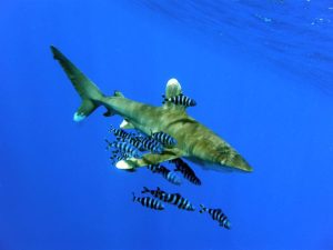 Whitetip shark swimming with other fish