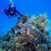 Marino Ballena Scuba Diving Tour