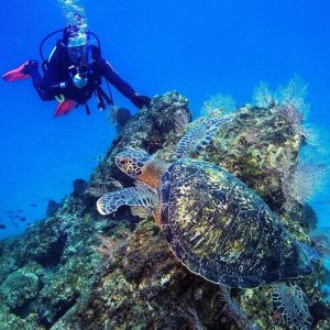Marino Ballena Scuba Diving Tour
