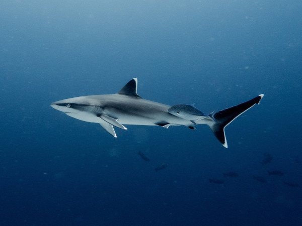 shark requien with brood