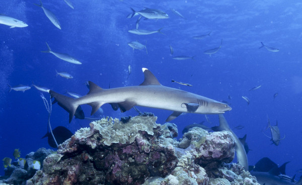 white tip reef shark