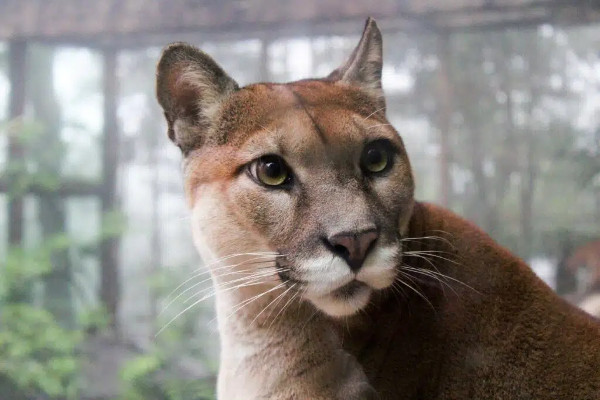 Cougar at Corcovado