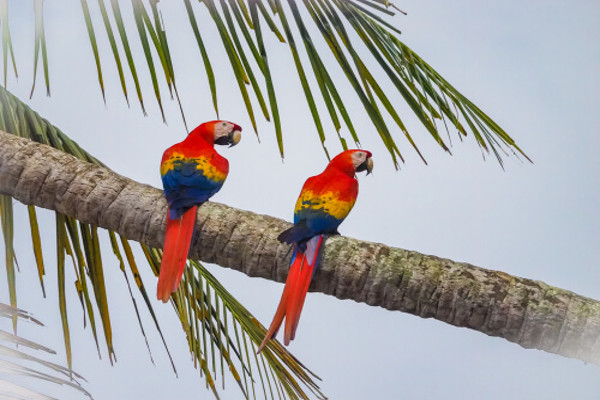 Macaws at Corcovado