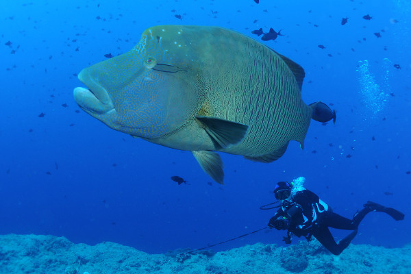 Scuba-diving-in-Palaos