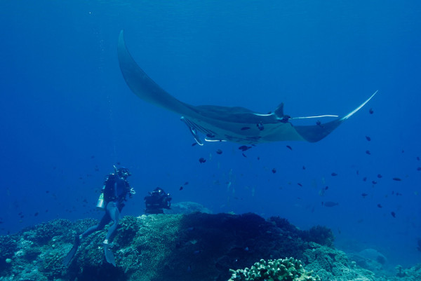 Buceo en Rajaj Ampat, Indonesia