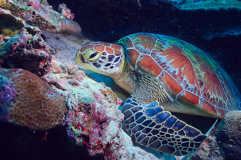 Tortuga en un arrecife de coral