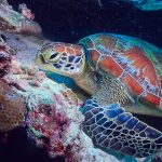 Turtle in a reef - Marine Conservation