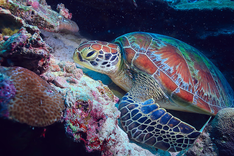 Turtle in a reef - Marine Conservation