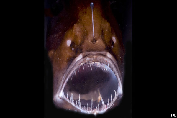 Anglerfish, un depredador en las profundidades