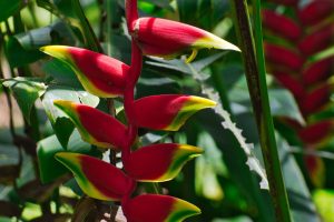 Cartago-Costa-Rica-Heliconia
