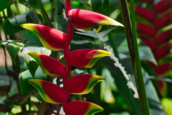 Cartago Costa Rica Heliconia