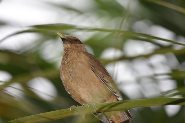 Yigüirro Costa Rica national bird