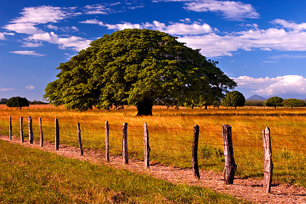 Costa Rica national tree