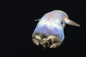 Dumbo-Octopus