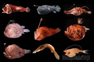 Fishes-at-Mariana-Trench