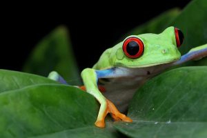 Redeyed frog-costa ricaRedeyed frog-costa rica