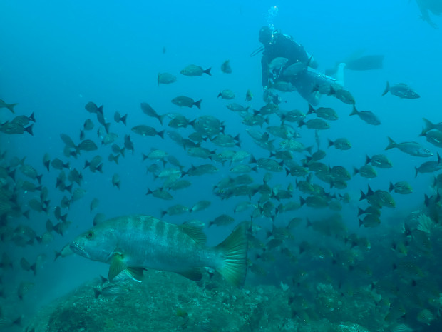 Scuba diving Tour at Caño Island