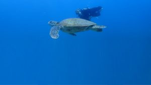 Explore Caño Island Costa Rica diver and tuttle