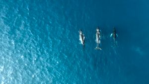 Humpback Whale Tour Costa Rica