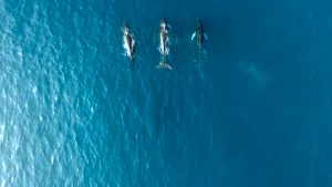 Whale Watchin Costa Rica