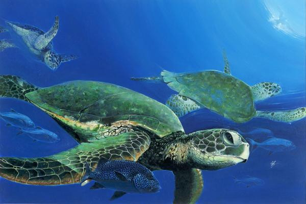 Turtles at Costa Rica Pacific Coast