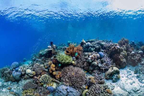 lugares para bucear: El triángulo de Coral-Asia Pacífico