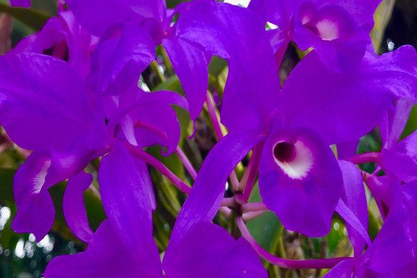  Flor nacional de costa rica