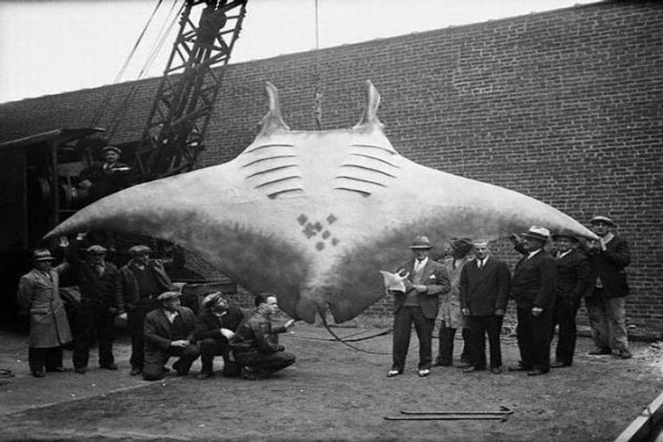 amazing old picture of a huge manta ray