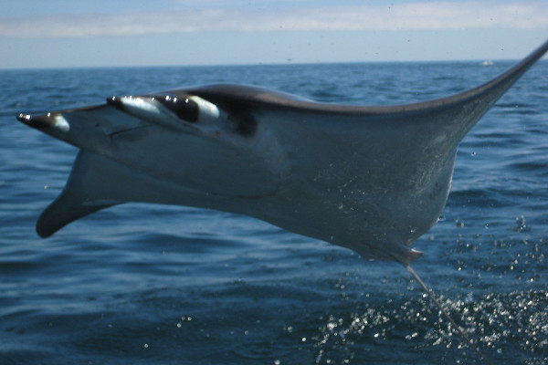 Así salta una mantarraya gigante