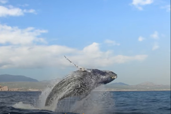 Ballena jorobada agradeciendo por ser liberada de la red