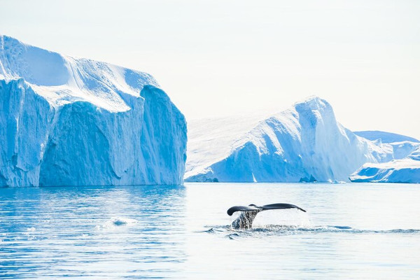 Ballena jorobada en la Antártida