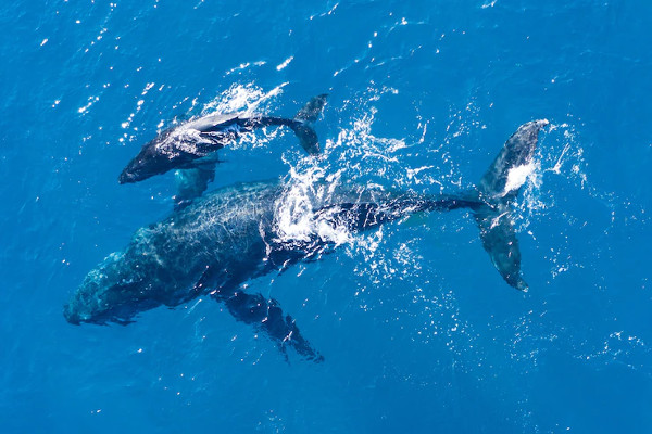 Ballenas jorobadas vista desde arriba