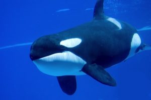 killer-whale-the-predator-of-the-manta-ray