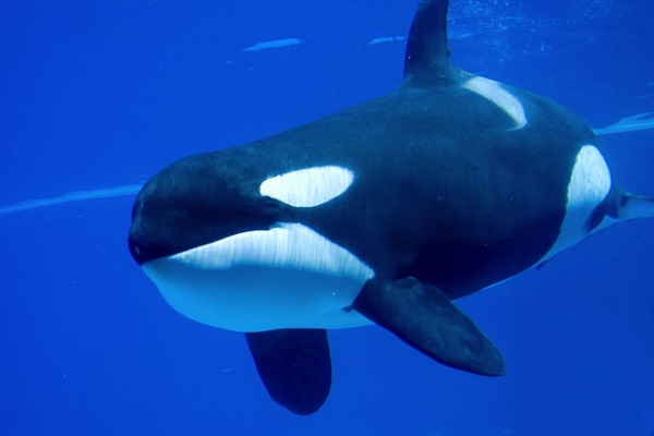 The killer whale is the number 1 predator of manta rays.