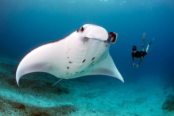 Scuba diver swimming with a huge manta ray