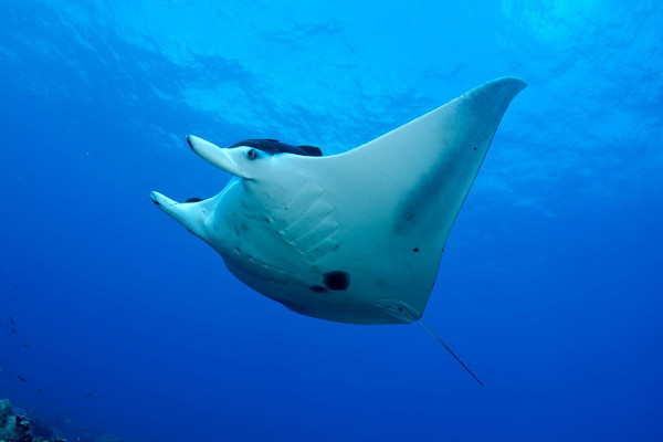 Mantarraya gigante nadando 