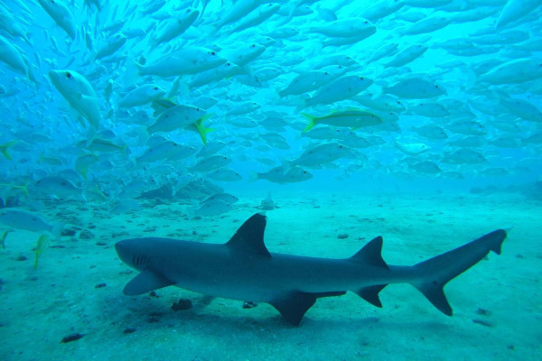 Tiburón en el bajo del diablo